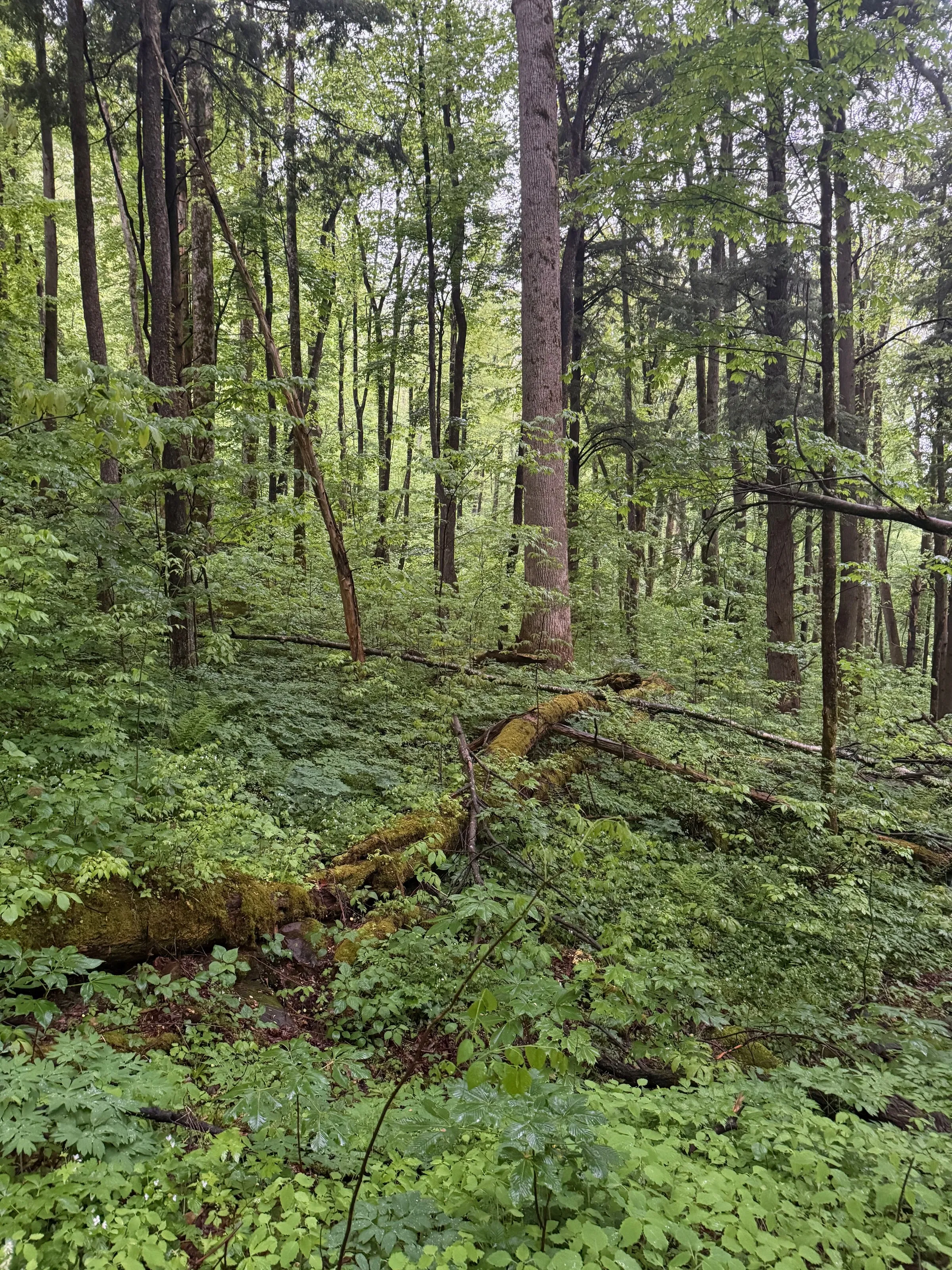 A layered Smoky Mountains forest understory: a moss-covered fallen log surrounded by ferns, vines, and multiple tree species in deep green.
