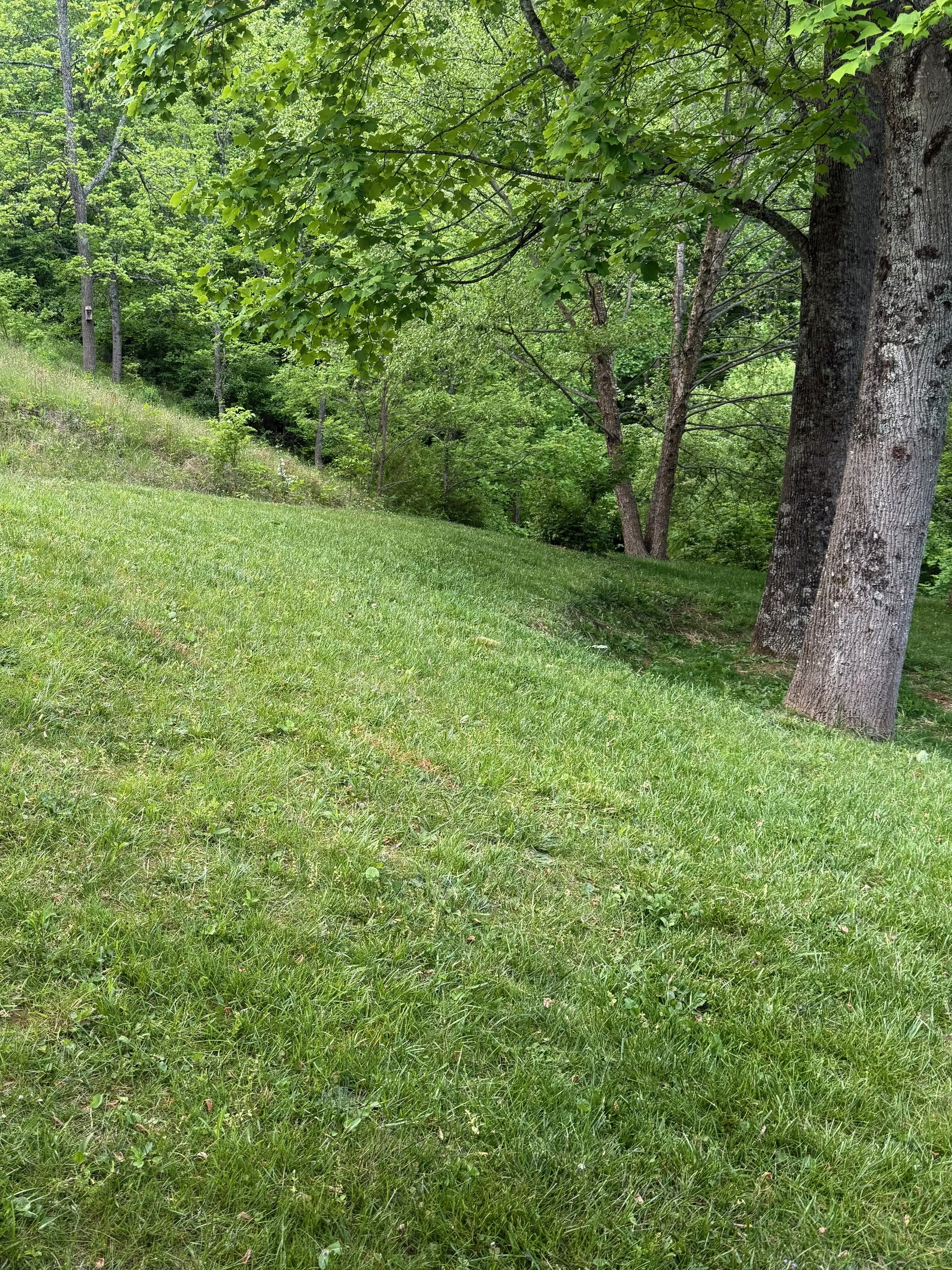 A manicured residential lawn in Leicester, North Carolina: an isolated tree at right, mowed grass sloping down to the left, sparse trees in the background.